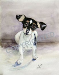 Water color painting of a Rat Terrier puppy named Kayto.