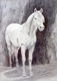 Graphite drawing of a stallion named Hootin Bullet