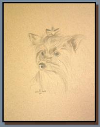 Portrait of a Yorkshire Terrier named Abigail, drawn in graphite.