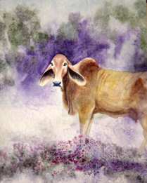 Watercolor painting of a brahma cow.