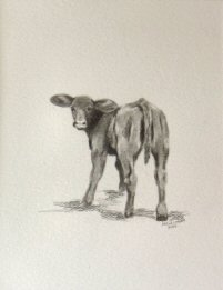 Graphite drawing of a calf.